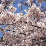 平成最後の桜満開