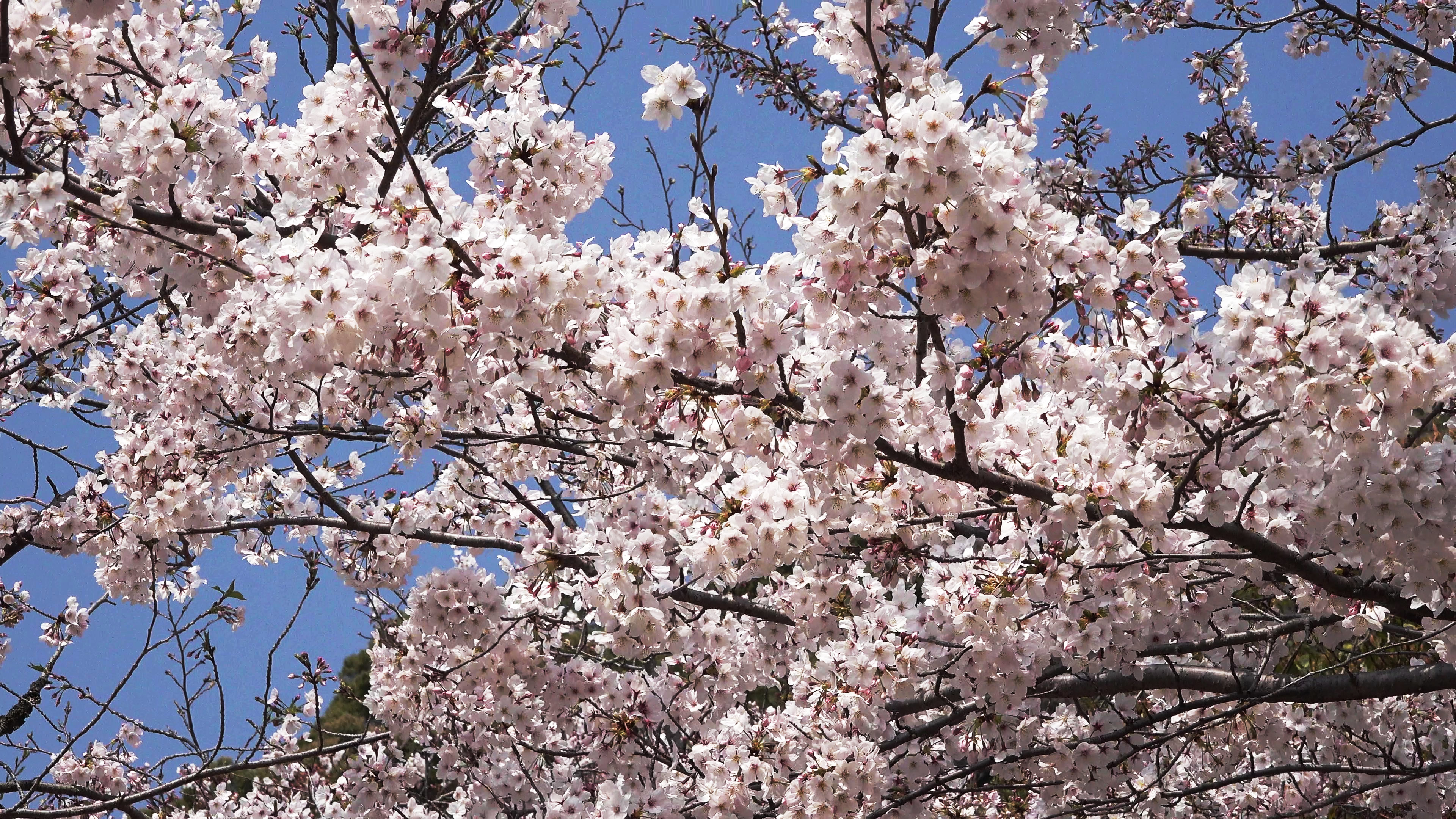 平成最後の桜満開